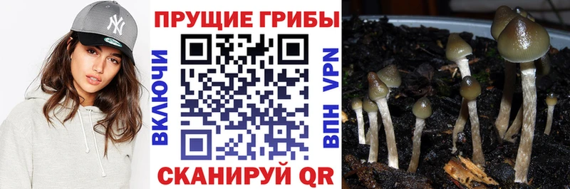 Псилоцибиновые грибы мицелий как найти закладки Россошь